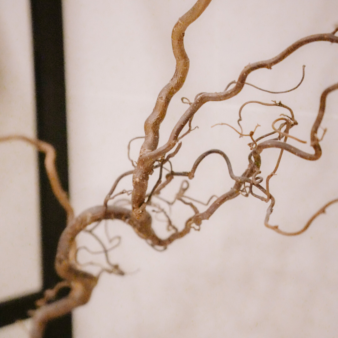 kiemurteleva puunoksa