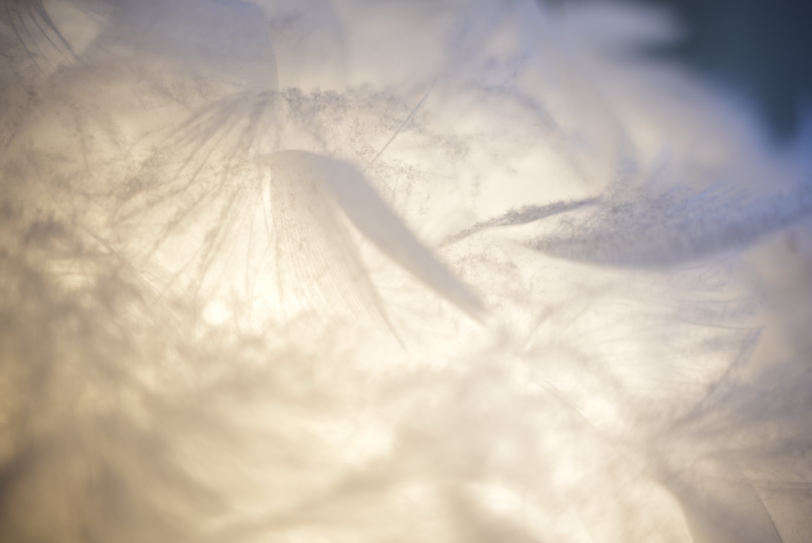 valaisin, jossa höyheniä